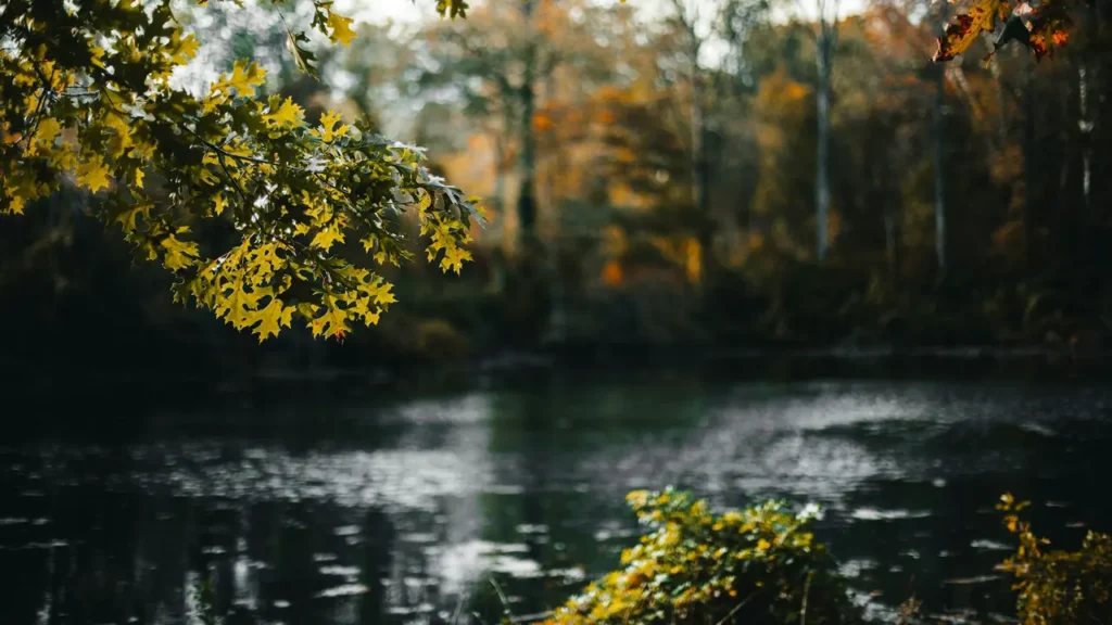 stillness in nature