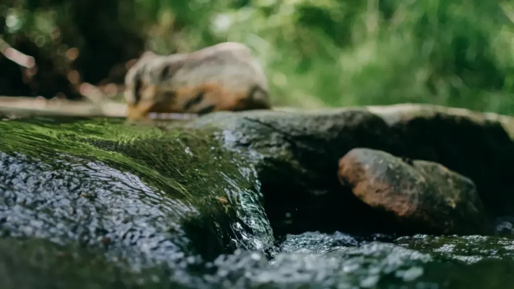 clear stream flowing over smooth stone in a sunlit forest, single stream, slow shutter, embodying wu wei
