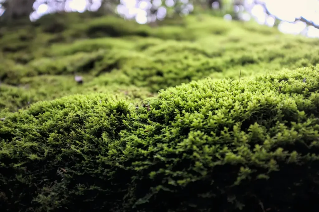 Macro shot of lush green moss carpet on forest floor, shallow depth of field, dappled sunlight filtering through canopy; evokes the texture of the earth as a book and the soft, springy give that minimalist hiking shoes are designed to let the hiker feel