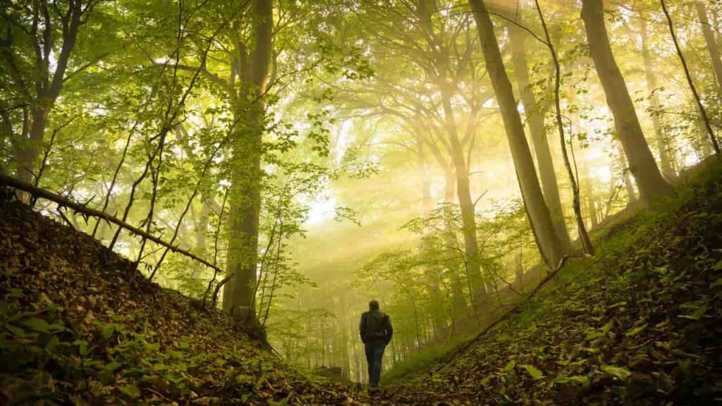 Solo backpacker sitting quietly beside a backcountry stream at golden hour in old-growth forest, eyes closed, ears open, practicing nature sounds hiking without earbuds